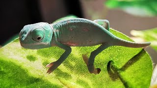 cuidados de camaleones bebes