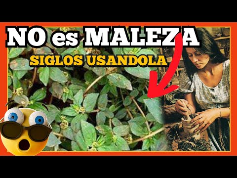 ¡Descubre el asombroso poder de la Euphorbia hirta! La planta milagrosa que debes conocer"