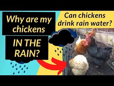 , title : 'Shelter for Chickens in the Rain - Easy Ideas'