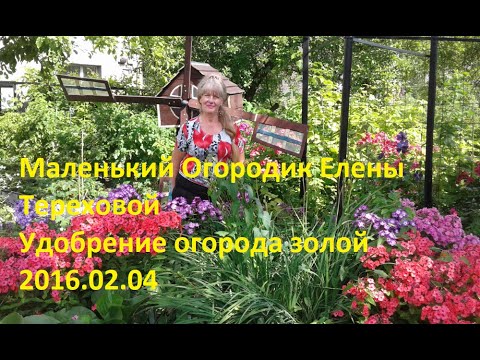 Маленький Огородик Елены Тереховой -  Удобрение огорода золой 2016.02.04