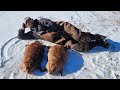 Chasing A Thanksgiving Beaver Beaver Trapping
