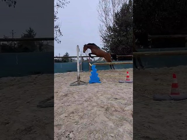 Yegua Silla Franc&eacute;s En venta 2024 Bayo por Cooper van&rsquo;t Heffinck