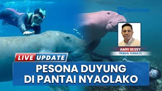 Dugong Mamalia Laut Jinak di Pantai Nyaolako, Jadi Daya Tarik Wisata dan Bisa Interaksi Langsung