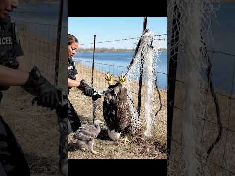 Filhote de águia pede ajuda para salvar sua mãe presa em arame farpado