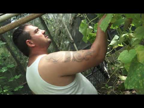 Bezdomovci v Oáze si vypestovali uhorky