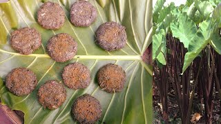 Download lagu উত্তরবঙ্গের ঐতিহ্যবাহী সিদল বানানোর পদ্ধতি || sidol banano mp3