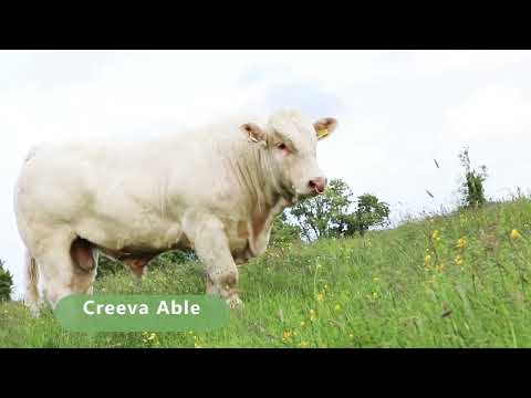 2 Charolais bulls (fiston) - Image 2