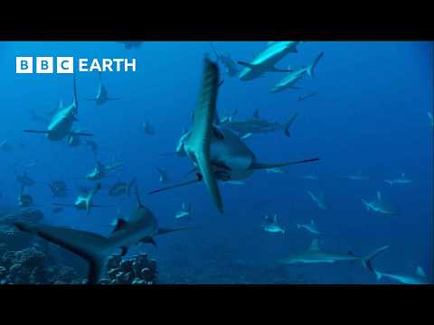 Reef Shark Feeding Frenzy | South Pacific | BBC Earth