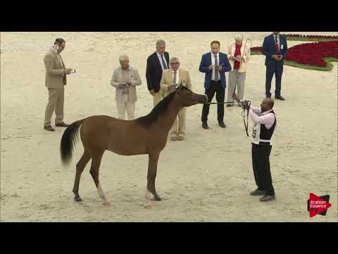 N.185 IBN RAWAF - Sharjah International 2019