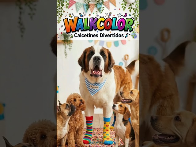 Vídeo relacionado con PUTUO Calcetines Divertidos Lindos de Algodón Mujer: Calcetines Animales Perros Originales para Mujer Idea de regalo 5 Pares
