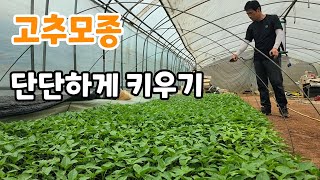 고추 모종 이만큼 자랐어요