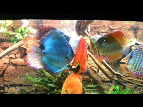 Discus Fish Tank  06-2013 tv aquarium part 1