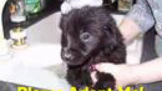Cowlitz County Humane Society Adoptable Pets 03-04-2008