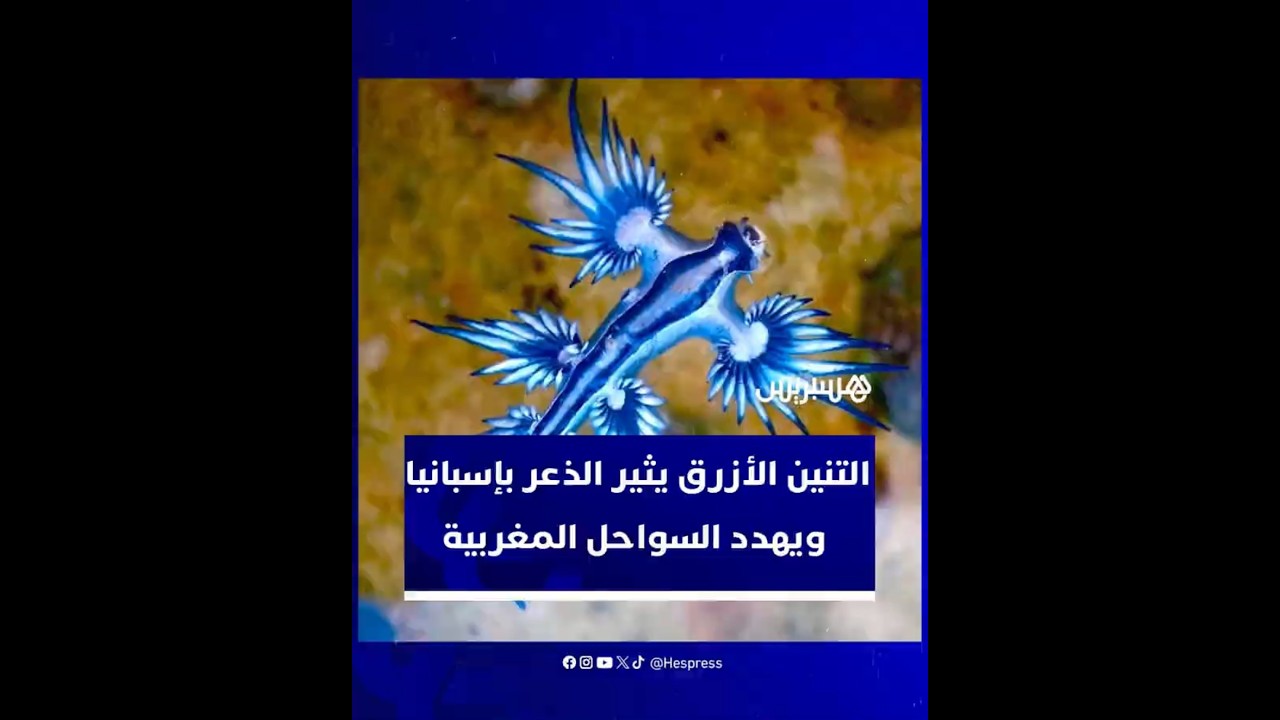 التنين الأزرق يثير الذعر بإسبانيا ويهدد السواحل المغربية thumbnail