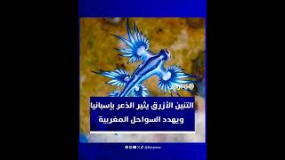 التنين الأزرق يثير الذعر بإسبانيا ويهدد السواحل المغربية thumbnail