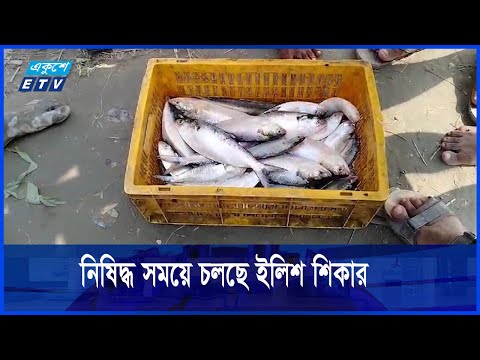 রাজবাড়ীর পদ্মায় নিষিদ্ধ সময়ে চলছে ইলিশ শিকার
