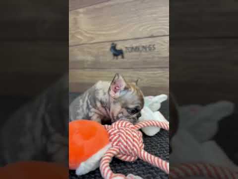 Video 2
