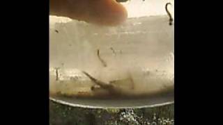 Kalin Marxandengels - Two Tears For the Creatures of the Night