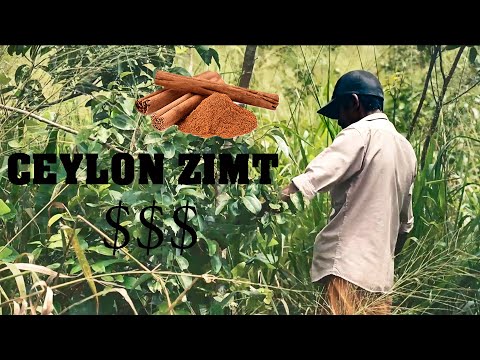 Wie wird der TEUERSTE ZIMT der Welt hergestellt?!