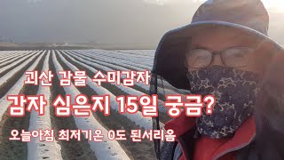 감자심은지 15일 궁금해서 둘러 본다. 괴산 감물 수미감자