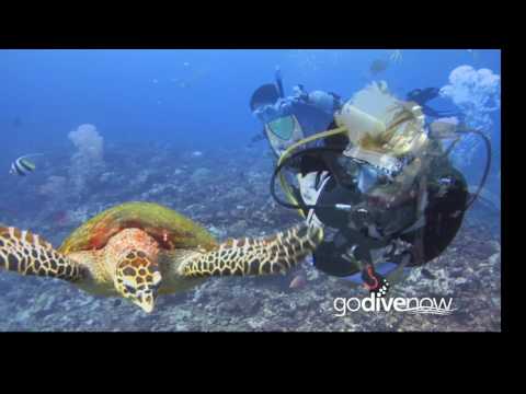 Somddivers I Am A Scuba