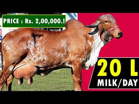 , title : 'GIR COW BREED - Complete Information's | Highest Milk Producing Cow Breed in India | Best Desi Cow'