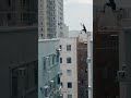 How To Move From One Building To Another Parkour Shorts Jumping