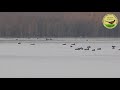 Duck Hunting Romania Pro Beniesto Hunting Agency