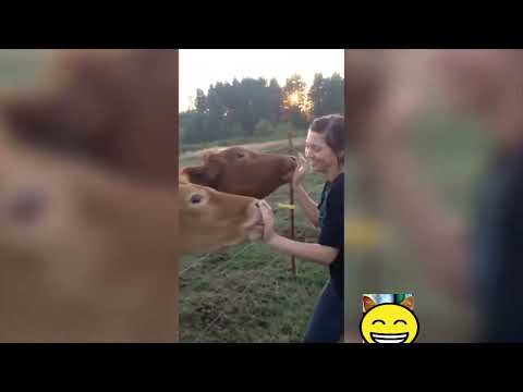 Vidéo d'animaux drôle vache à mourir de rire