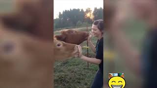 Vidéo d'animaux drôle vache à mourir de rire