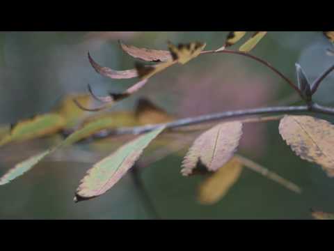 AK & Tim Schaufert - Tides