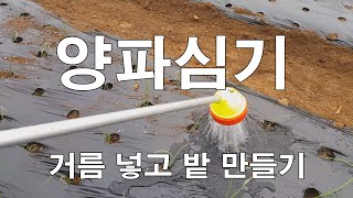 그럭저럭 대충대충 양파심기
