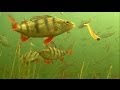 Must see: rare footage of perch attack soft fishing lures underwater.