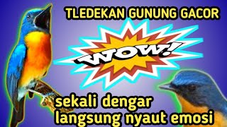Download lagu 🔴 TERAPI TLEDEKAN GUNUNG GACOR || AMPUH PEMBAKAR EMOSI BIKIN NYAUT GACOR mp3 Download lagu 🔴 TERAPI TLEDEKAN GUNUNG GACOR || AMPUH PEMBAKAR EMOSI BIKIN NYAUT GACOR mp3