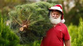 Real vs. fake Christmas trees: Does it matter?