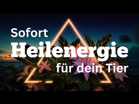 So kannst du deinem Tier sofort selbst Heilenergie schicken