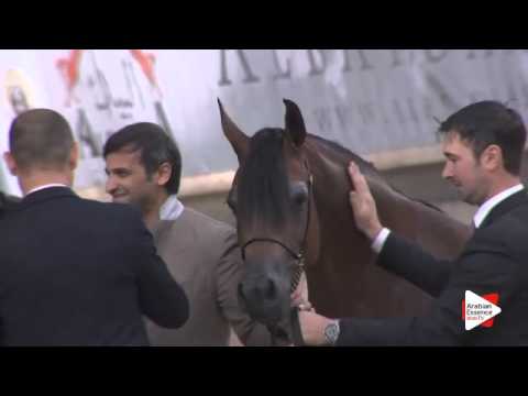 1st PLACE-N.40 MAJEEDAH CF - DEAUVILLE 2015 - Senior Mares Championship (Class 19)