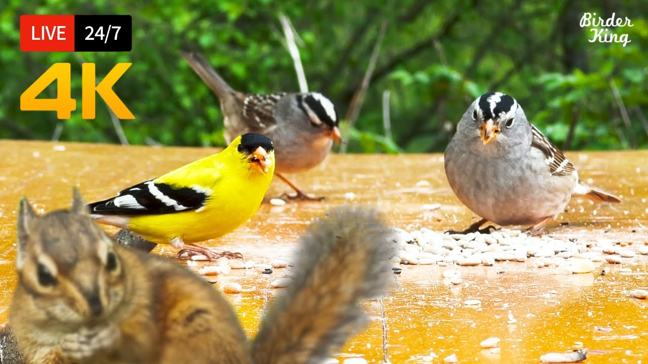 🔴 24/7 LIVE: Cat TV for Cats to Watch 😺 Cute Little Birds Squirrels 4K