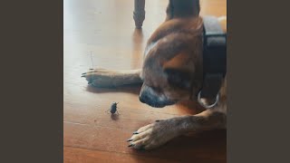 Well Roared Lion by Red Hill