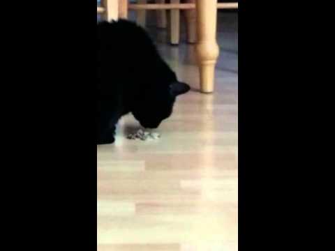 A CAT WHO EATS HIS OWN VOMIT