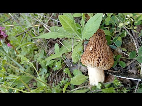 Potraga za Stepskim smrčkom, Morchella steppicola, The search for Steppe morel