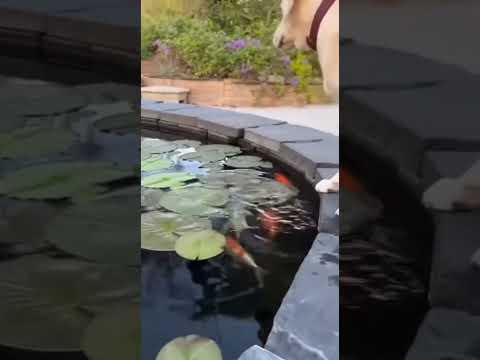 This tiny Chihuahua thought he was the boss of the koi pond… until the Labrador stepped in.  #funny