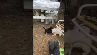 Video preview image #1 Pyrenees Husky Puppy For Sale in Corona, CA, USA
