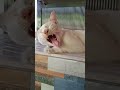 My Orange Cat Just Chillin Animals Cats Shorts Trending Viral Cat Cars Cute Orange My