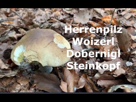 Förster Klaus - Waldgruß #48 - Der Steinpilz folgt der Marone