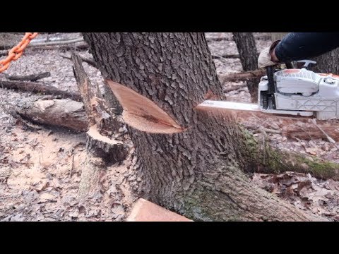 #353 DANGEROUS TREES! Severe Lean, Good info to share