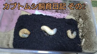 あの後カブトムシの幼虫はどうなったのか？【カブトムシ飼育】