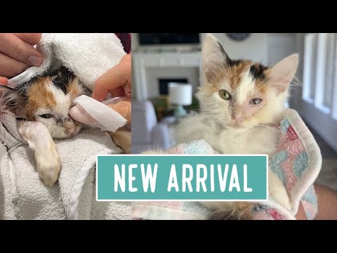 New Arrival — Cat Distribution System