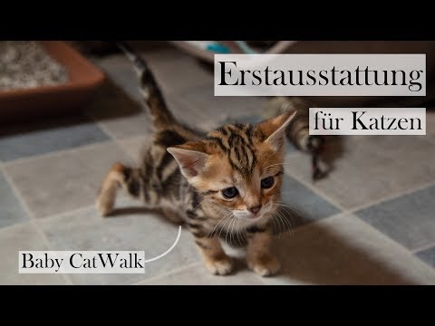 Basic kit for cats 🐱🏡 Checklist and tips for basic kit | CatWalk & AmelyRose