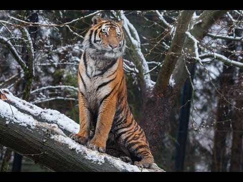 Hagenbeck  - ein Wintermärchen